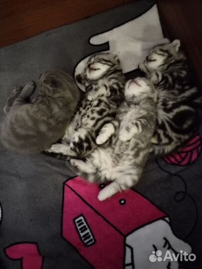 Шотландские котята