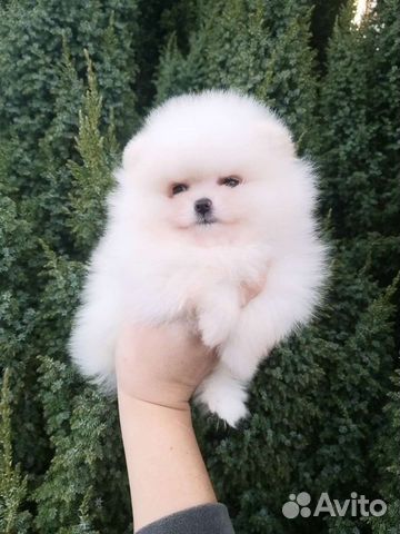 Мини Бейбичка девочка Померанский шпиц