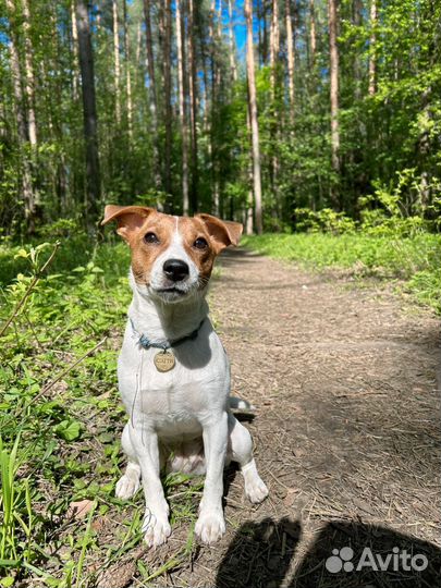 Джек рассел вязка девочка
