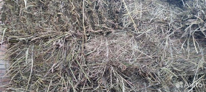 Сено Суданка