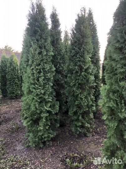 Туя Колумна