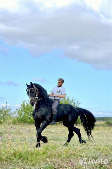 Фризский жеребец