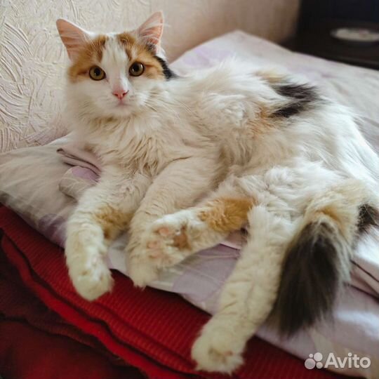 Кошечка В добрые руки