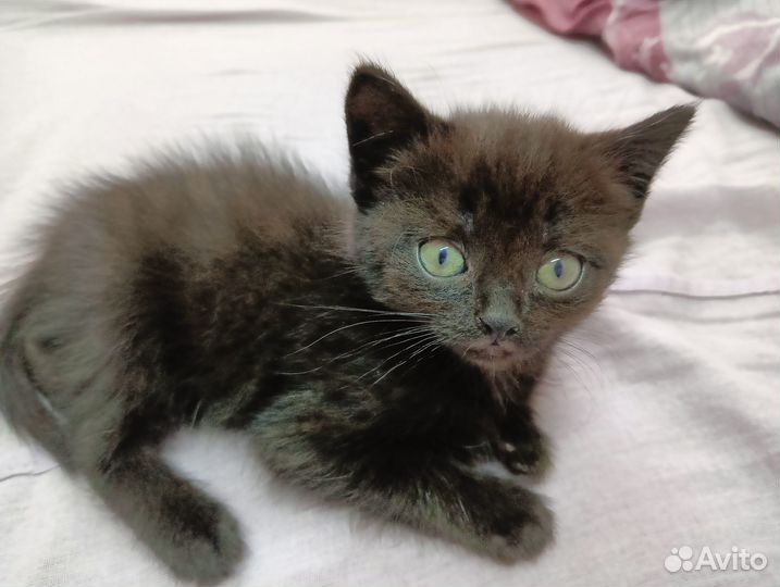 Кошечки 1 мес