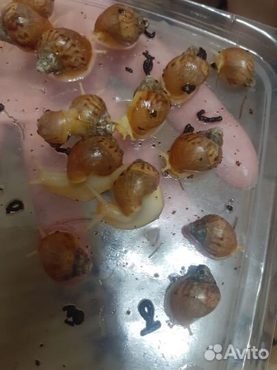 Улитята Ахатина