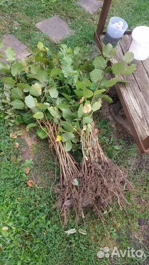 Саженцы фундука, жимолости, смородины