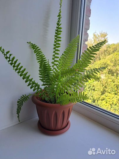 Папоротник