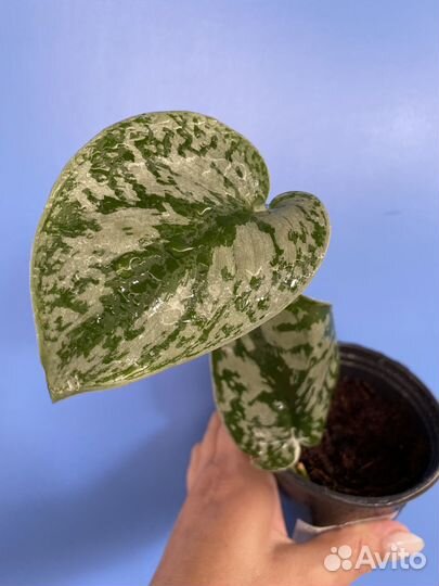 Сциндапсусы,филодендроны