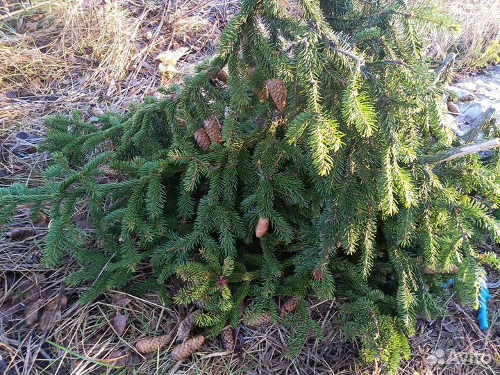 Еловые,сосновые ветки,лапник