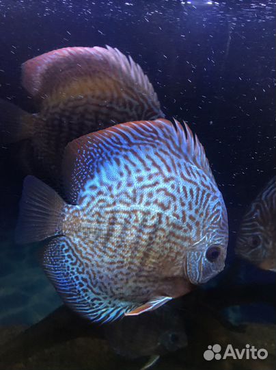 Аквариум с Дискусами