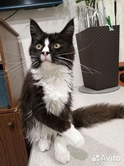 Люси котята