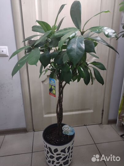 Фикус циастипула 120 см