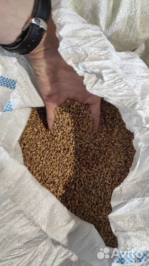 Зерно пшеница