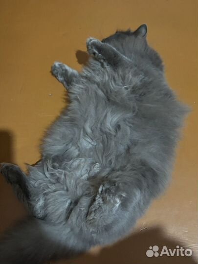 Отдам кота Сибирской породы мальчик