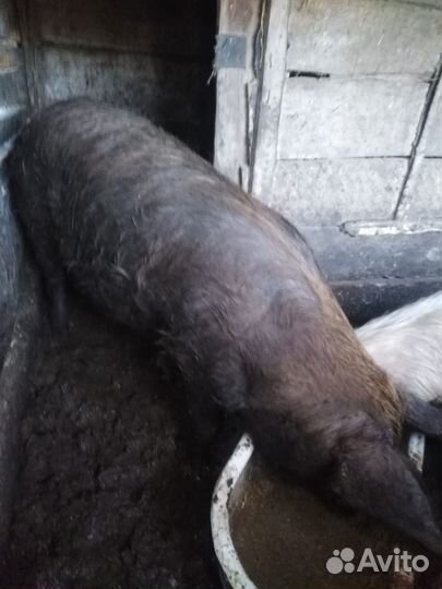 Продаётся хряк на племя или обмен на мясо свинины
