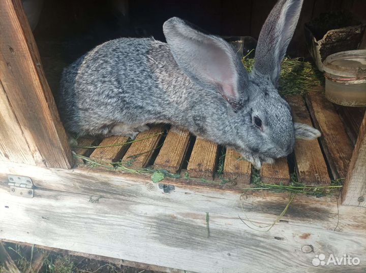 Домашние кролики