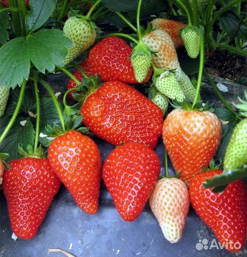 Саженцы Клубника Альба 5 шт