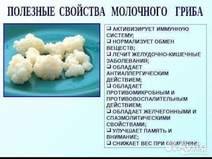 Гриб молочно-кефирный