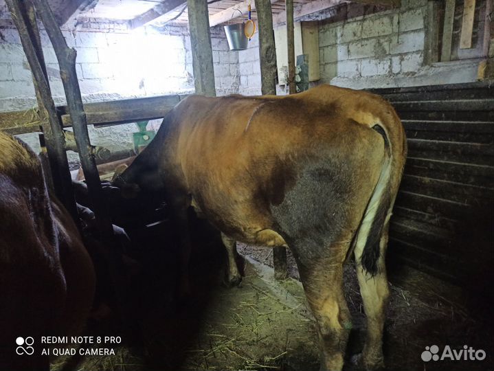 Корова дойная