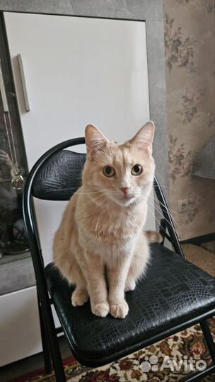 Кот в добрые руки