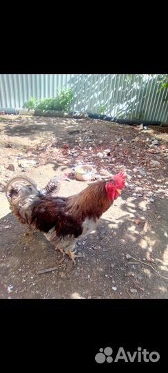 Продам птицу