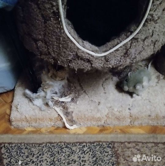 Большая клетка для грызунов и когтеточка для кошки