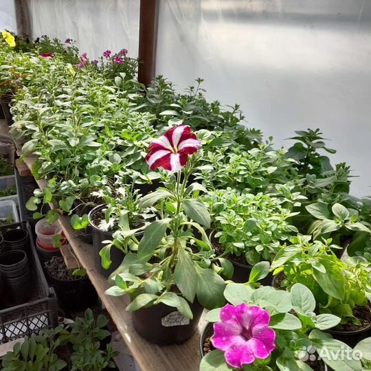 Цветы, рассада, петунья