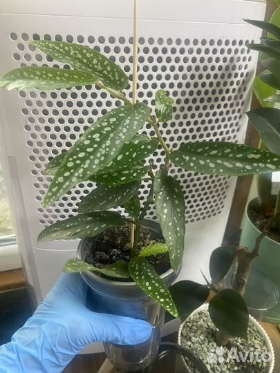 Комнатные цветы