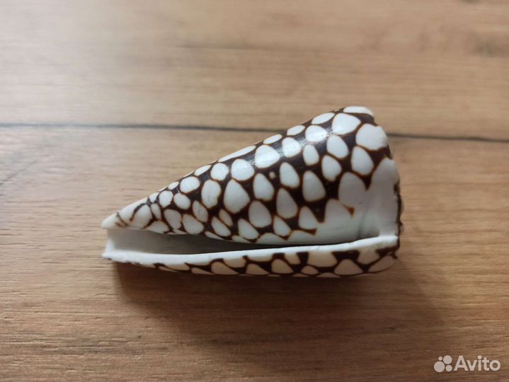 Морская раковина