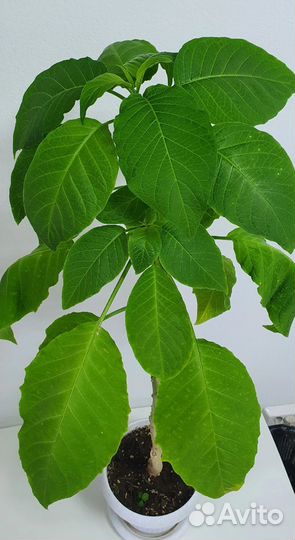 Бругмансия, растение в горшке