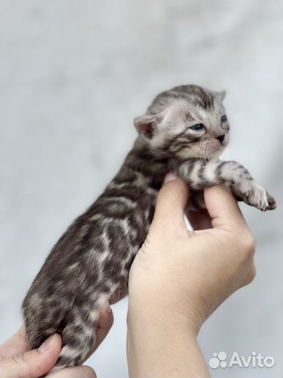 Бенгальские котята Серебро с документами
