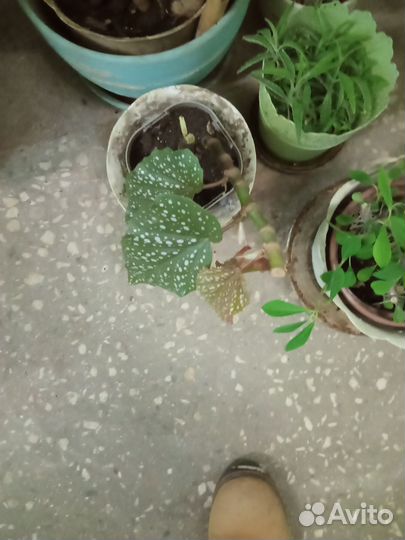 Комнатные цветы