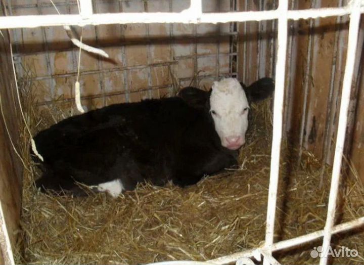 Телята бычки