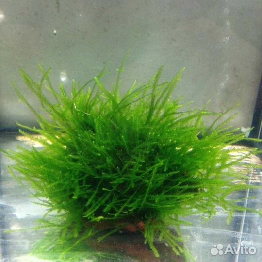 Аквариумные растение
