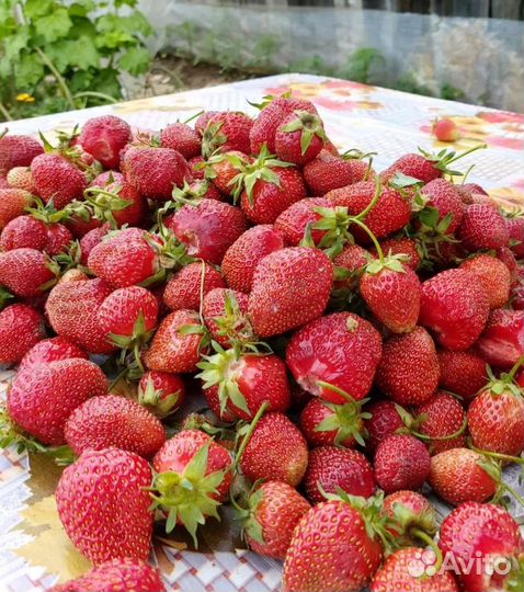 Усы клубники Гигантелла