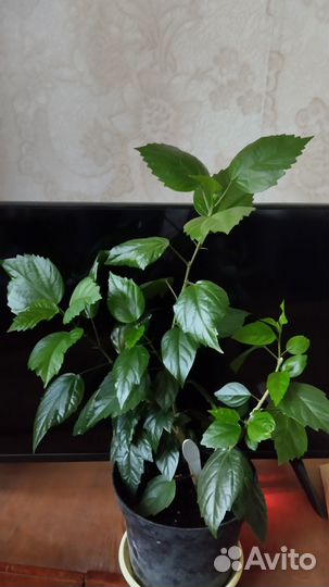 Гибискус,или китайская роза