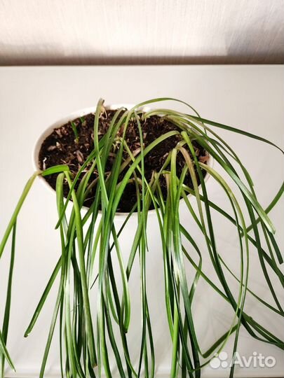 Зeфиpантeс (выскочка)