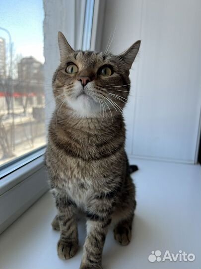 Котик в добрые руки