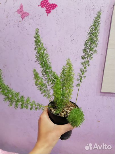 Аспарагус мейера