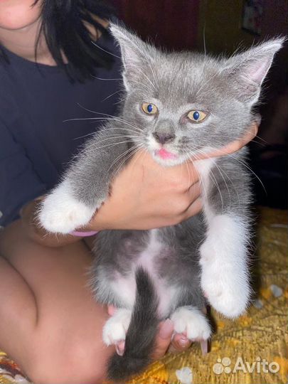 Котенок