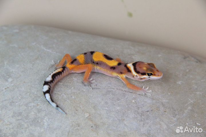 Эублефарчики