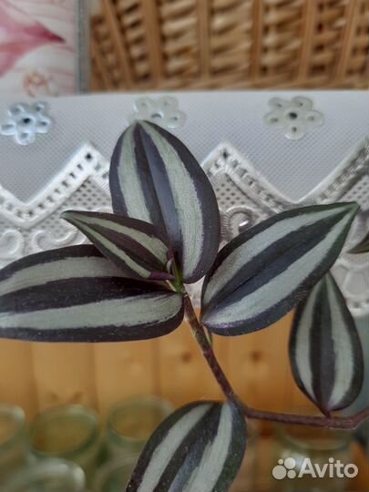 Традесканция зебрина и зелёная