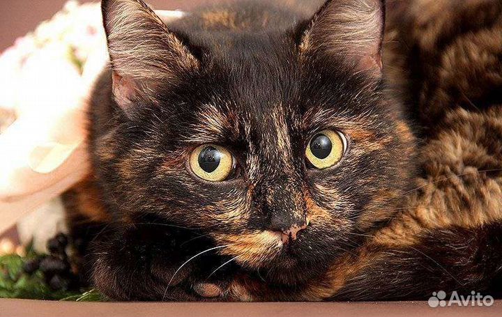 Гера 7 месяцев в добрые руки