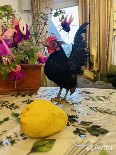 Декоративный петушок. Малазийская серама