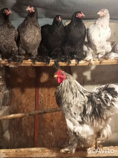 Цыплята и инкубационное яйцо породистой птицы