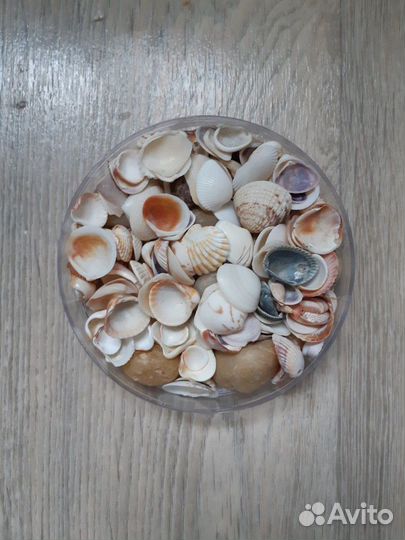 Набор ракушек и камушек