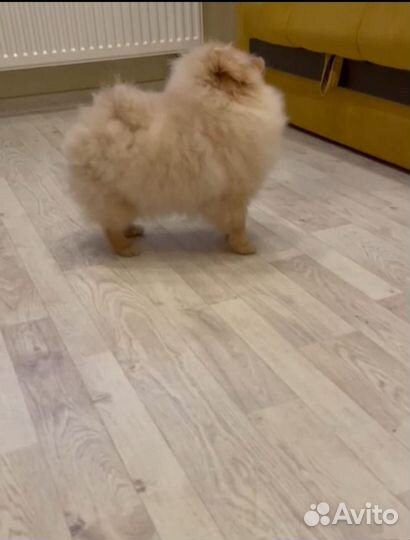 Подрощенный померанский мальчик с документами