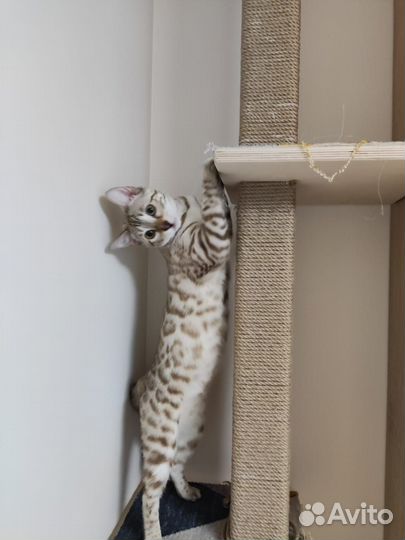 Кошка Евдокия