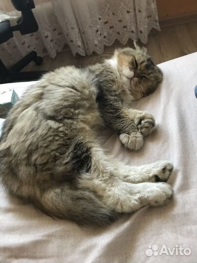 Шотландцы кот