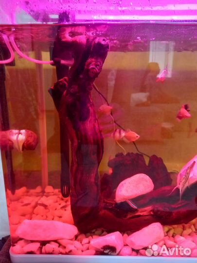 Аквариум с рыбками бу 75 литров